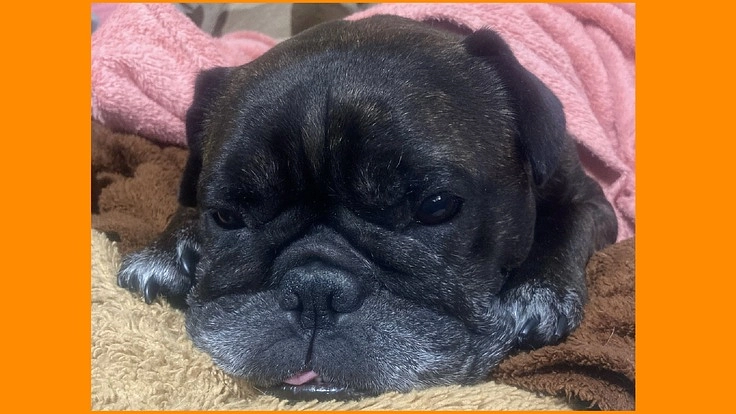 フレブルのあんず8歳悪性リンパ腫抗がん剤治療中、ご支援願います。