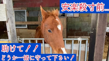 難病と闘う愛馬の命を守りたい。一緒にこの命を守って下さい のトップ画像