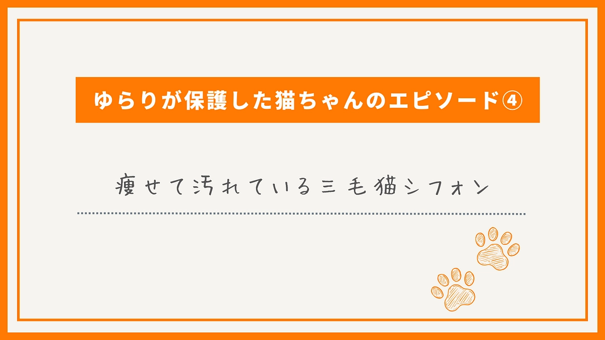 ゆらりが保護した猫ちゃんのエピソード④痩せて汚れている三毛猫シフォン