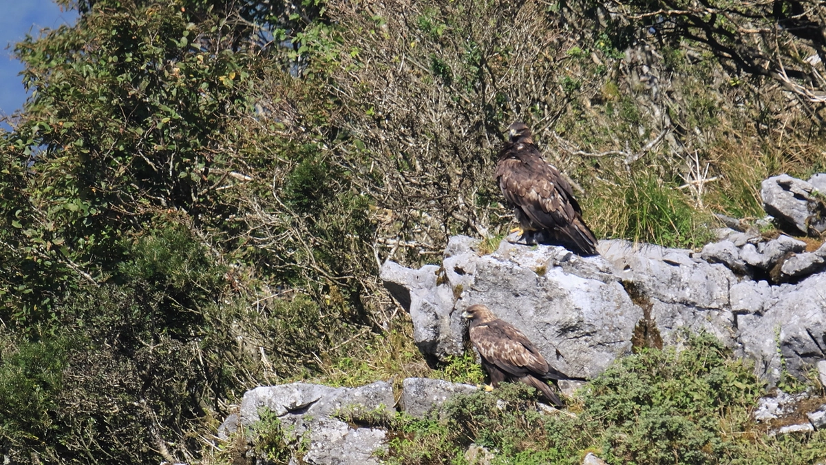 第2回伊吹山イヌワシ観察会のお知らせ
