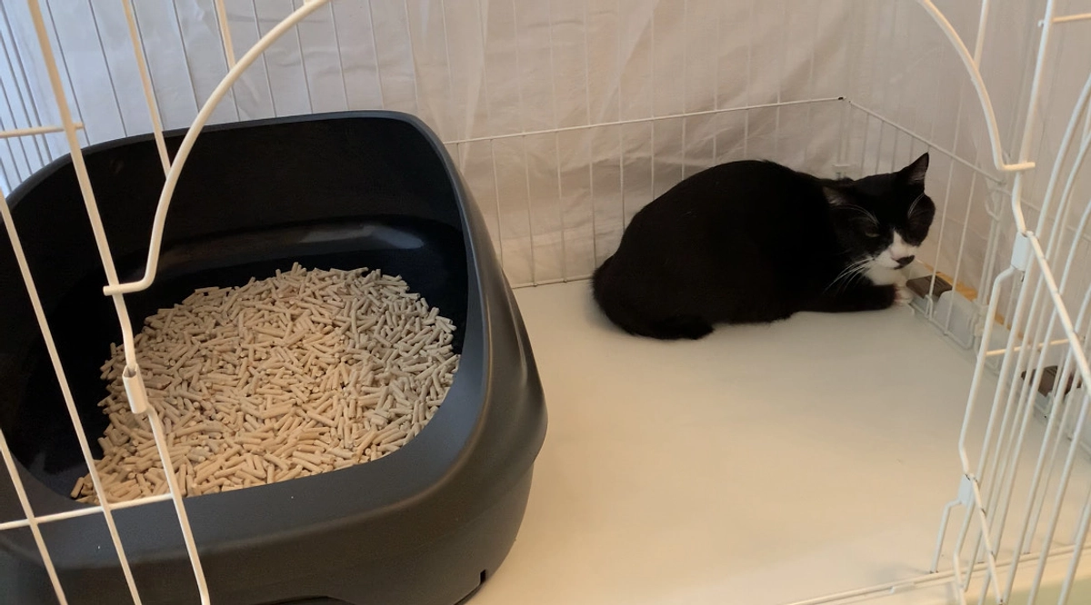 ハッチ、トライアルに出発しました！