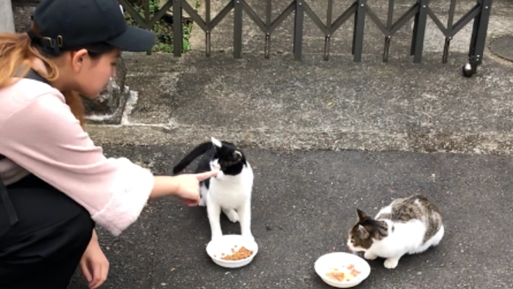 石を投げられ水を掛けられる猫を救いたい…そして殺処分される猫を…