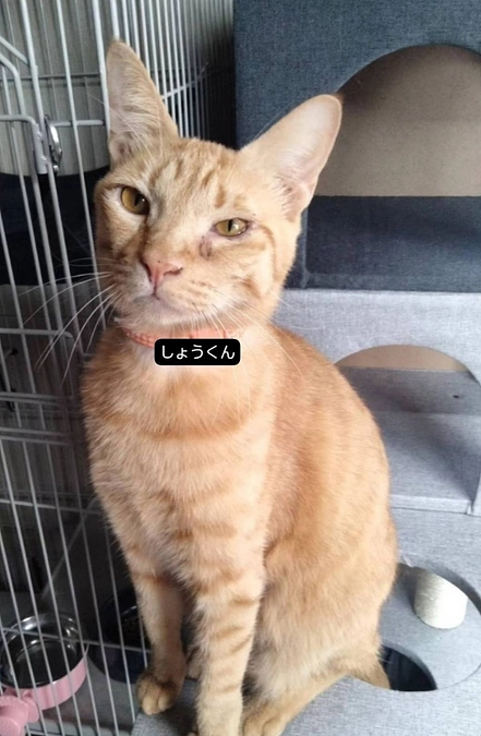 しょうクンのこと