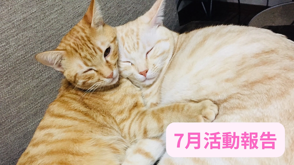【7月活動報告】譲渡された里親宅での新玉にゃんこたちの紹介