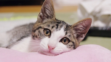 せぴうるにゃんこサポーター募集 のトップ画像