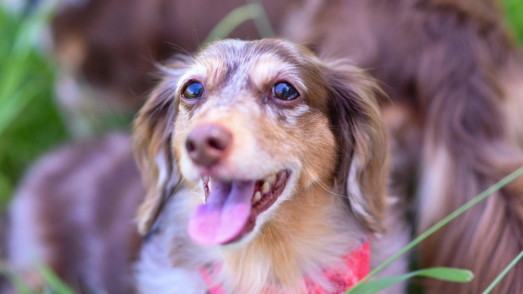 お散歩が出来ない愛犬メイちゃんのために運動場所を作りたい