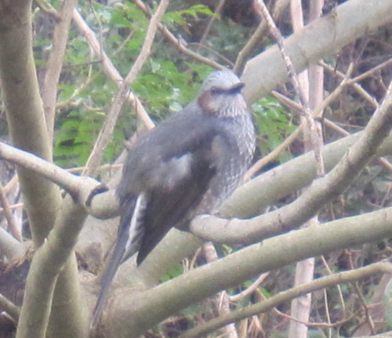 環境保全鳥獣保護・柊の木にヒヨドリ