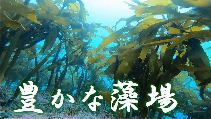 三崎の赤ウニブランド化!日本一へ ~ウニの街 佐田岬の実現~ 3枚目