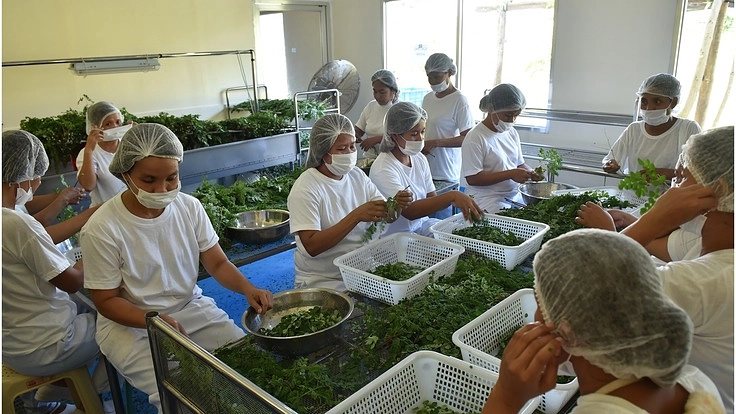 今話題のモリンガを通じて、みんなで健康になりフィリピンの貧困撲滅へ