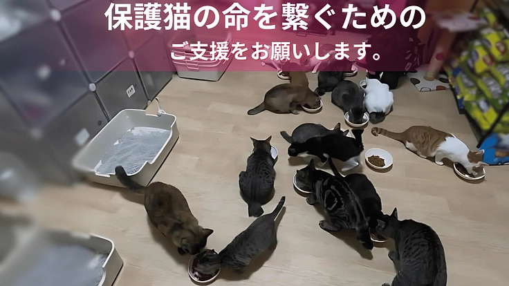 救いを待つ小さな命たち—猫たちを守り続けるために運営継続のご支援を