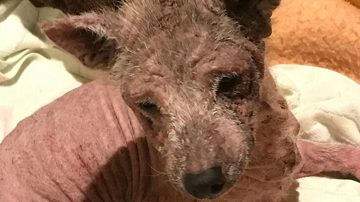 飼い主に置き去りにされてしまった皮膚病の柴犬を救いたい！
