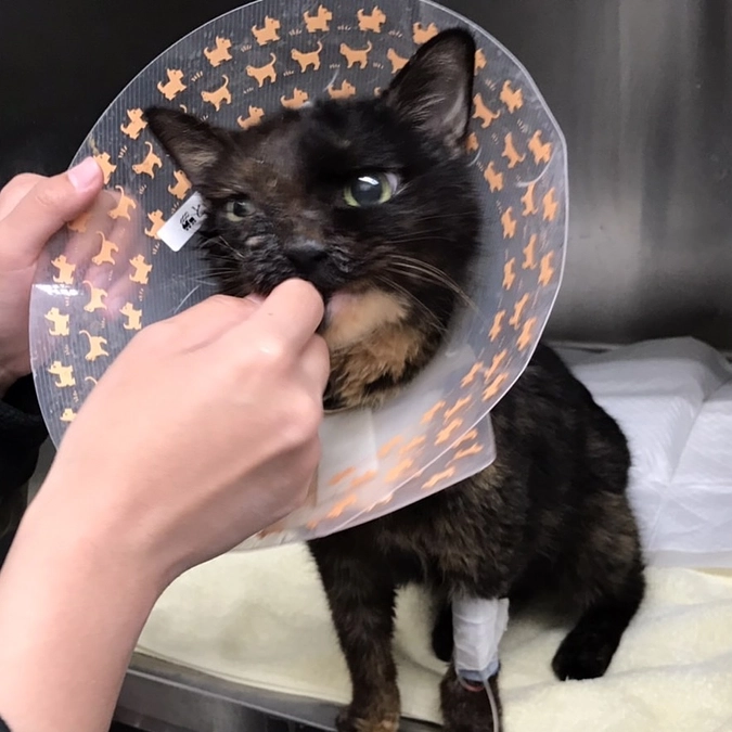 もん子ちゃんの飼い主様が見つかりました！