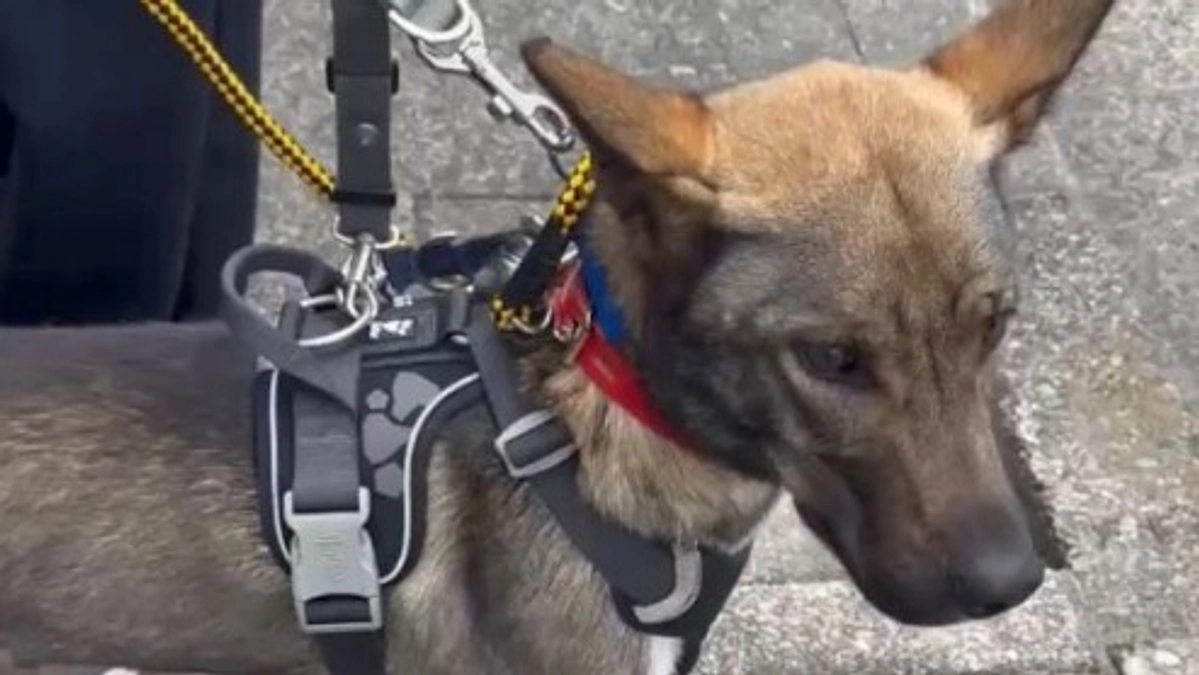 センターより野犬の成犬を引き出しました。