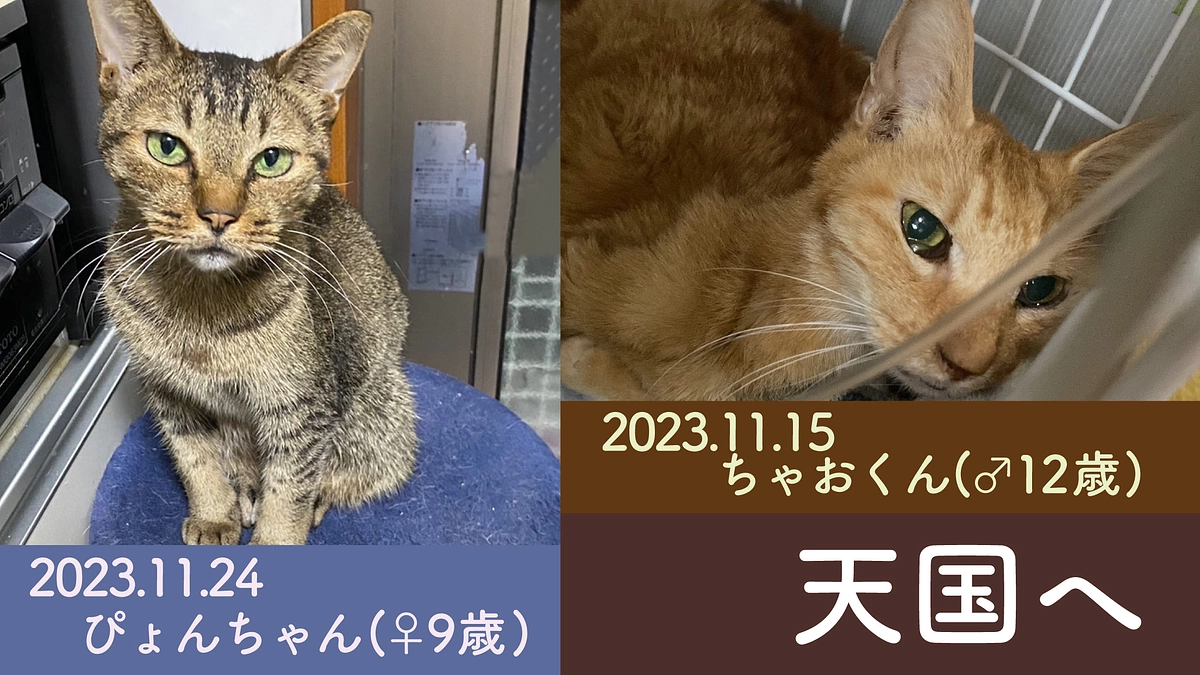 ちゃおくん（♂12歳）、ぴょんちゃん（♀9歳）天国へ旅立ちました