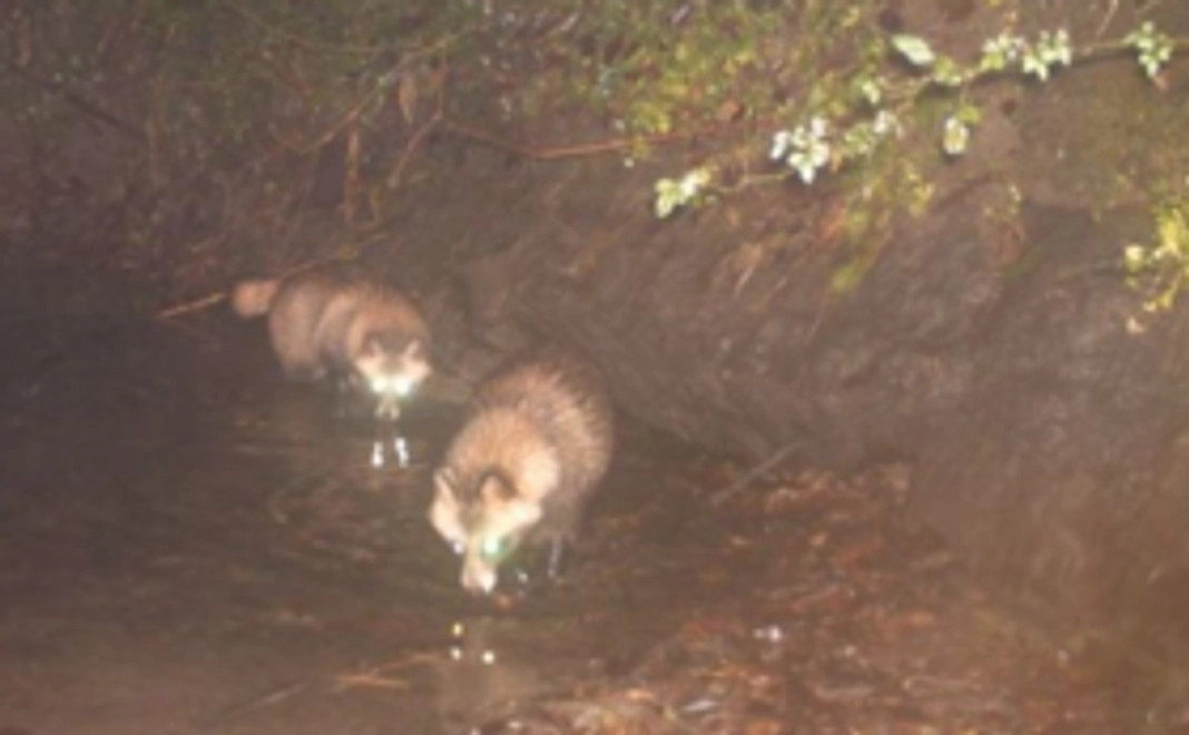 絵葉書(カワウソカメラの動物たち)10枚をお届け