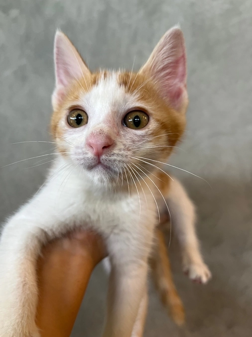 まいどなニュース様に記事掲載して頂きました🙇‍♀️