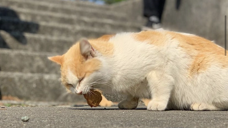 多忙な旧帝理系女子大学生が徒歩遍路をするためのクラファン