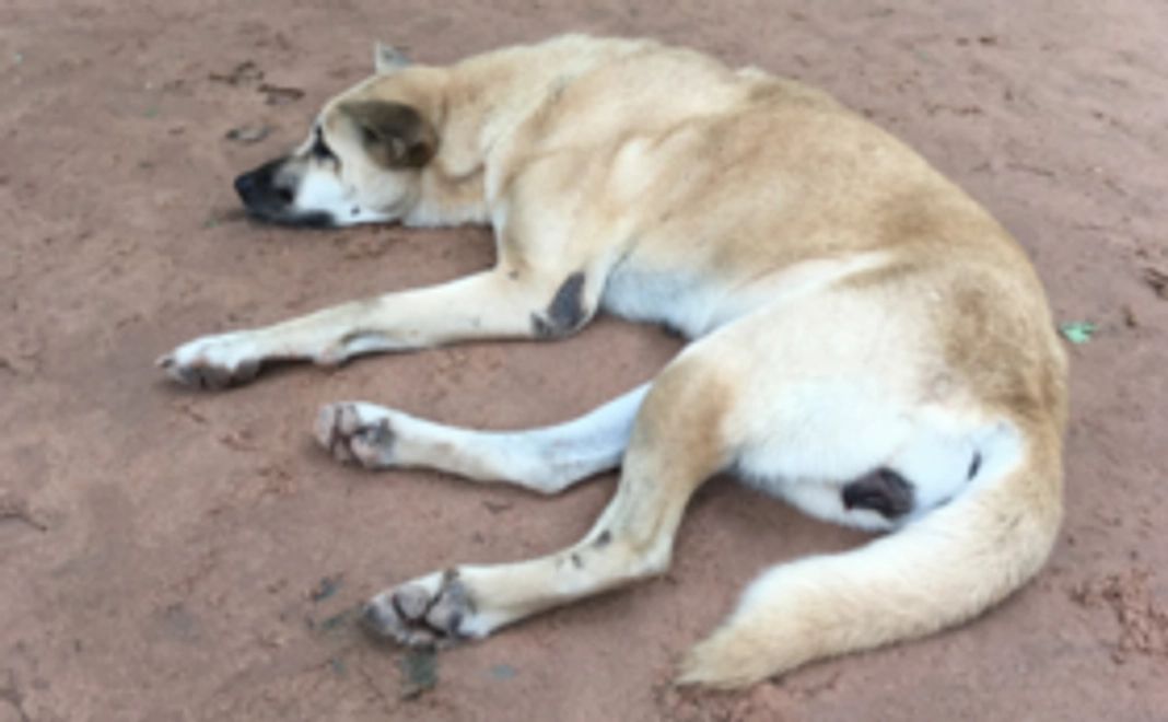 JAPAN ANIMAL HOSPITAL 応援コース