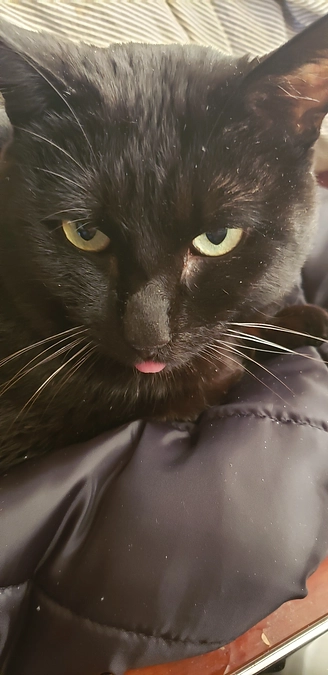 ネクストゴールのやり方がわからず