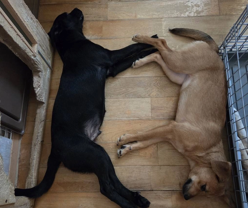 50%到達ありがとうございます。支援を活かして活動資金とすることについて