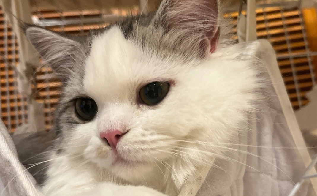 ３　ぽちゃのために　リターン不要