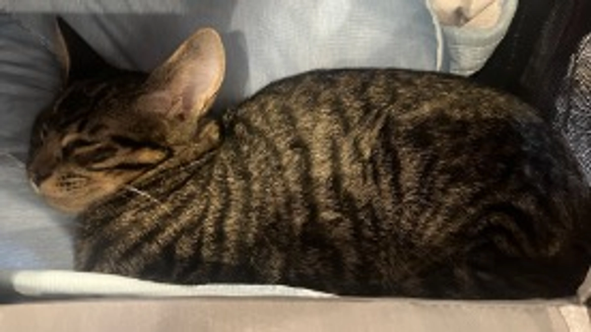 8月15日　右前足負傷しました🥲