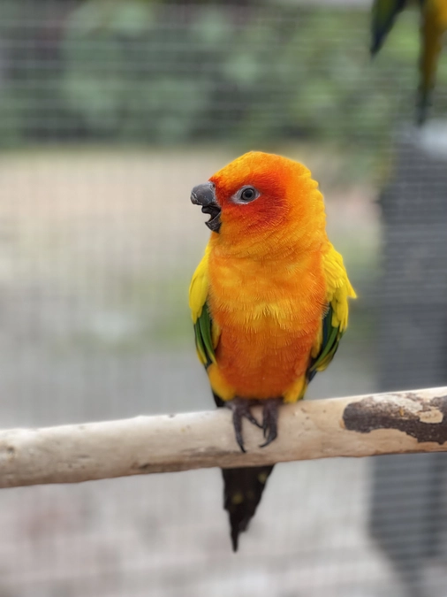 【新リターン追加！】コガネメキシコインコ「サン」ちゃんのバースデーイベント実施のお知らせ