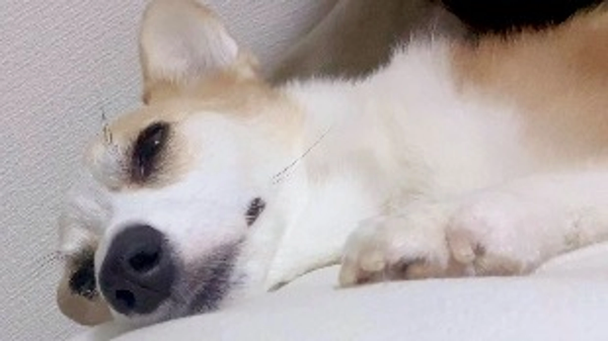 ルウちゃん治療がんばってます！来週は3回目の抗がん剤予定！