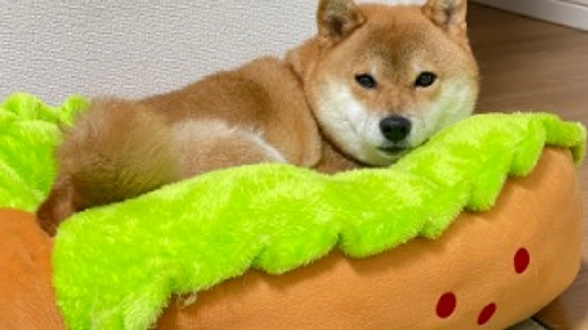 ワンちゃん達と！