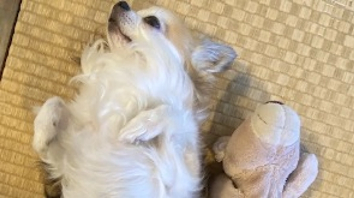 寝るのが好き💕