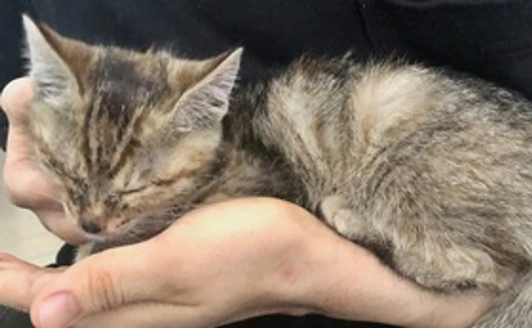 ちゃめへの応援　感謝のメール