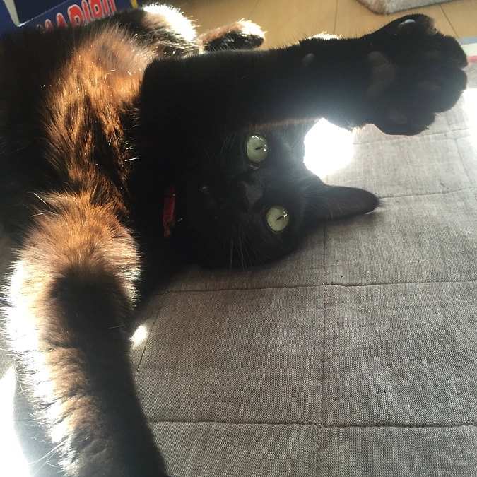 残りわずかです。ちびの話をさせてください。