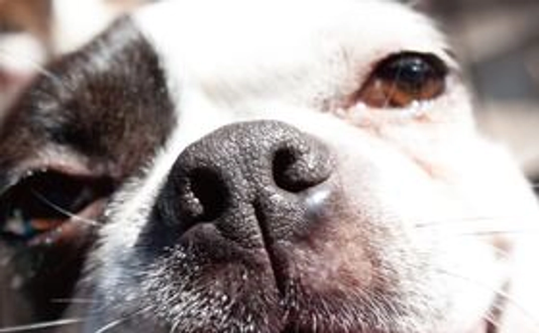 アニプロ2022ラッキーわんこカレンダー（壁掛B4サイズ）