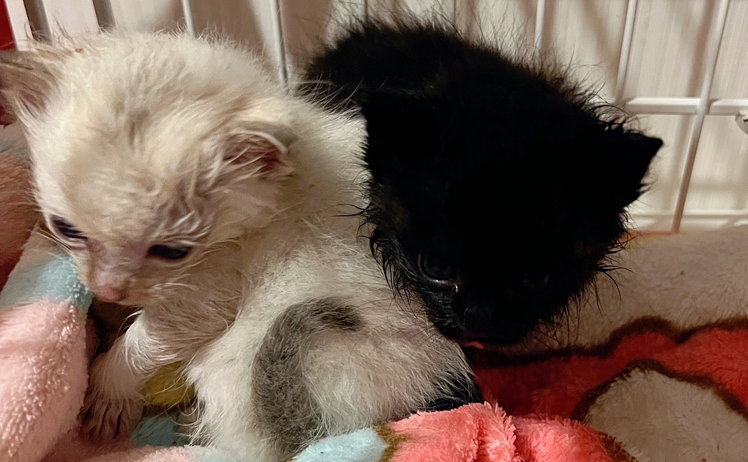 命のバトンコース