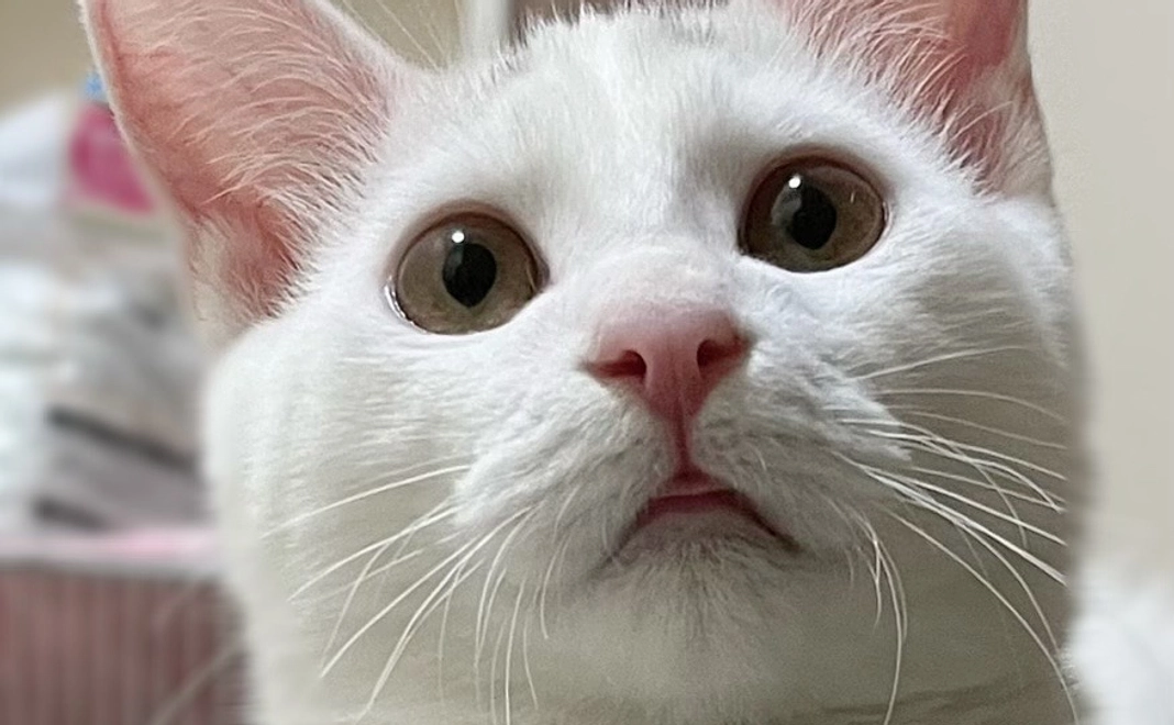 ハク応援1,000円(リターン不要)