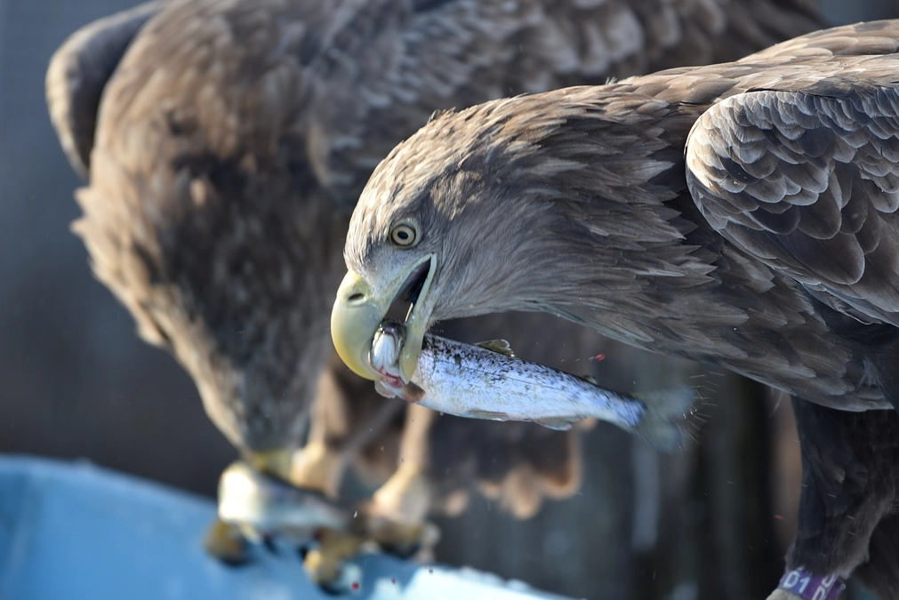 ワシ達に活魚のお年玉