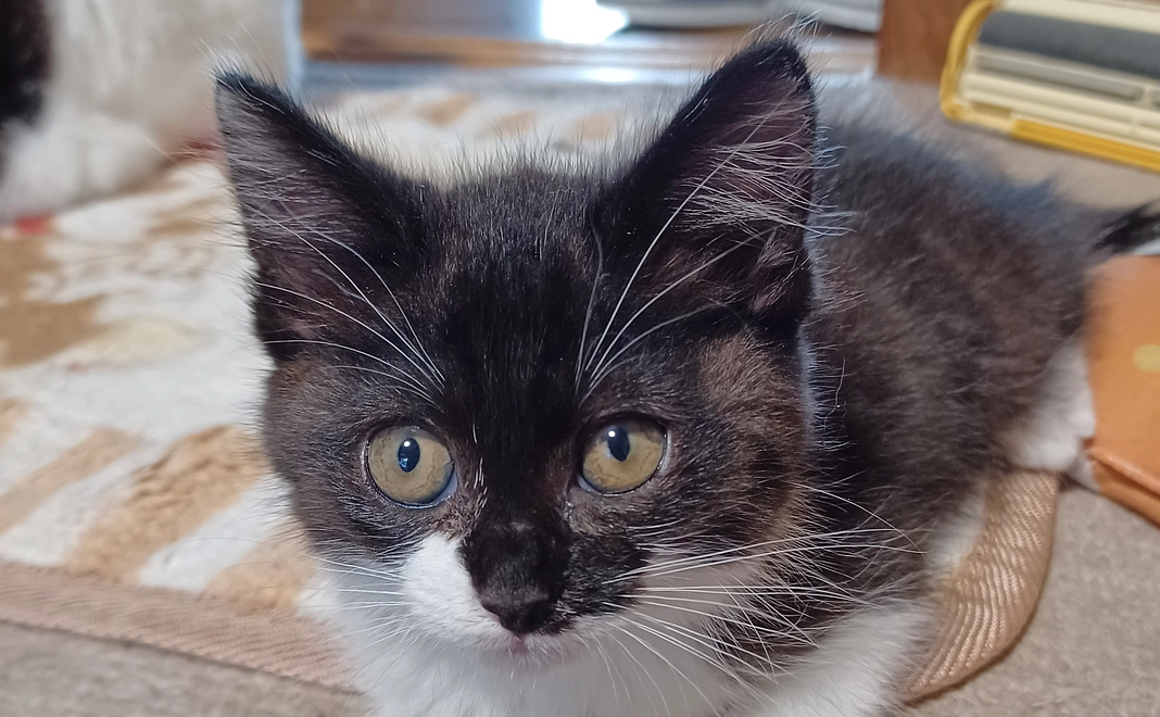 ❀感謝のメール❀