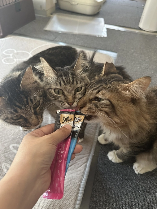 2025.7月の活動報告*