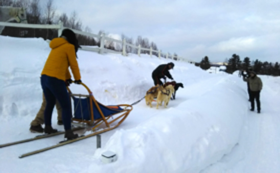犬ぞり体験コース