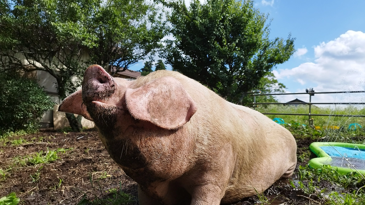 噴水プールではしゃぐ！