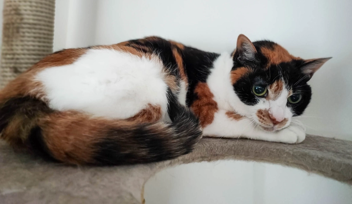 【Vol.15 6/29】リブの定期健診