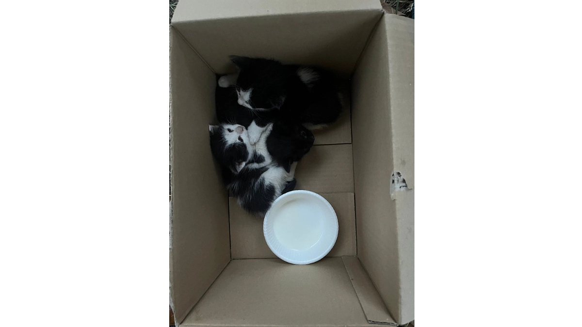 子猫の遺棄に出会う季節