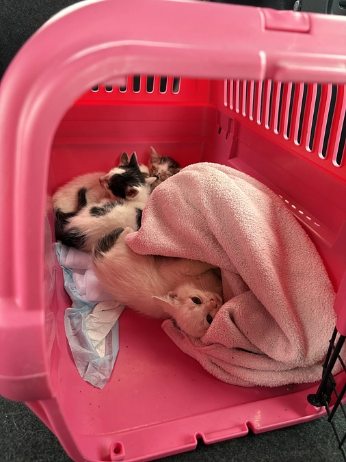 子猫レスキュー