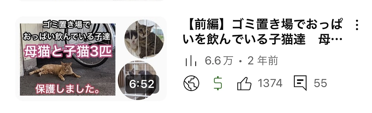 ゴミ置き場でオッパイを飲んでた子猫たち