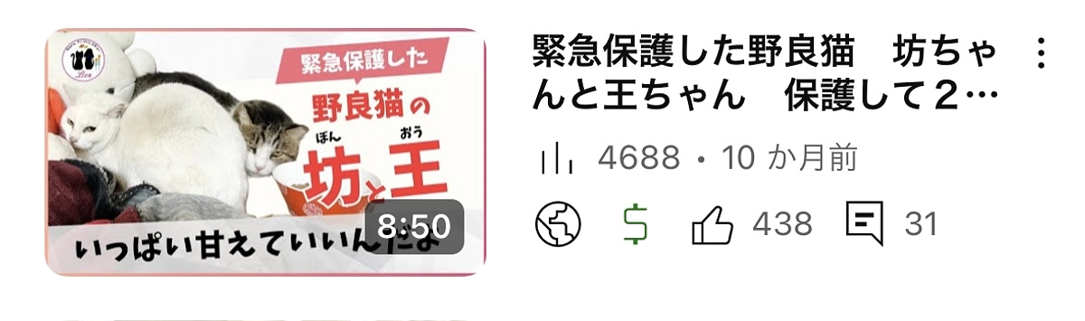 飼い主の恵まれなかった老猫