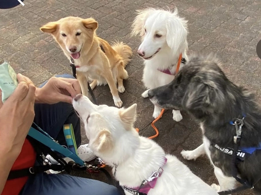 アスカの里親様 藤島様からの応援メッセージ