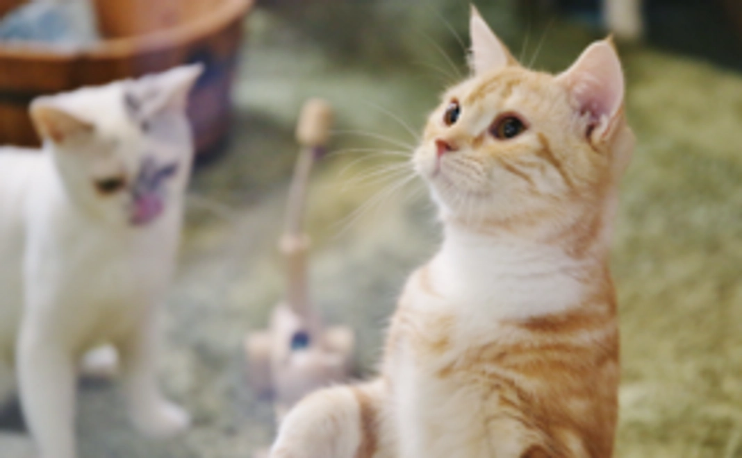 ととの森猫店長R（アール）君からお礼のハガキ