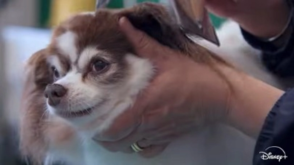 【シニアドッグサポーターで幸せになりました】心臓に疾患のある保護犬が里親に行き、ハリウッドデビュー？