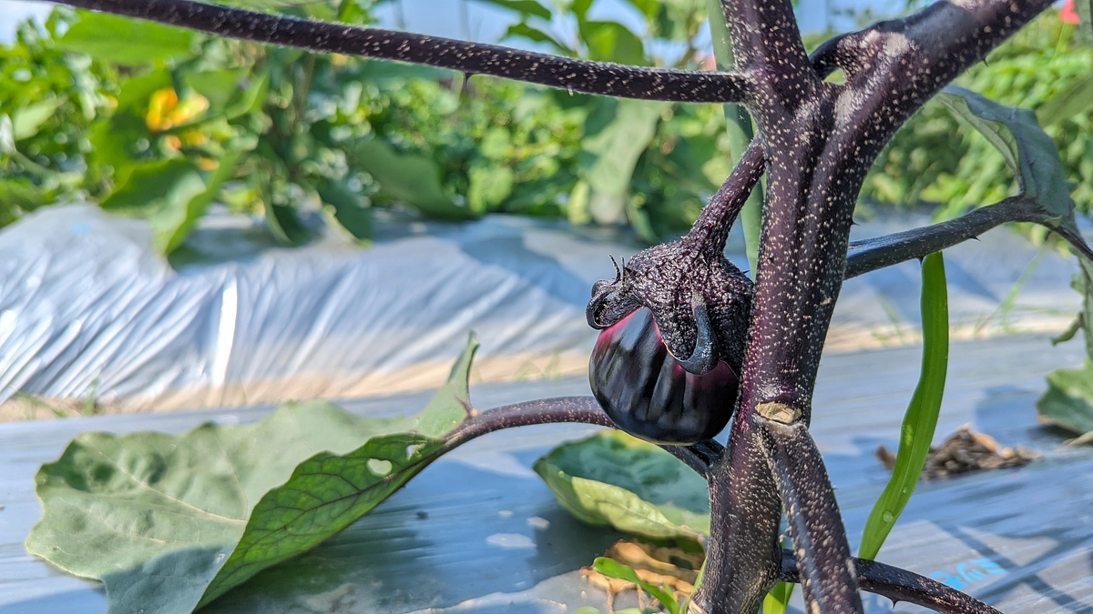 【野菜栽培レポート】「松山長」「絹皮なす」の実がなりました♪