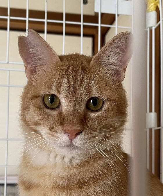 9/8譲渡会を開催しました